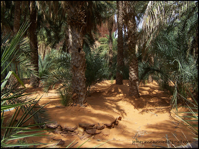 Oasis dans l'erg Amatlich