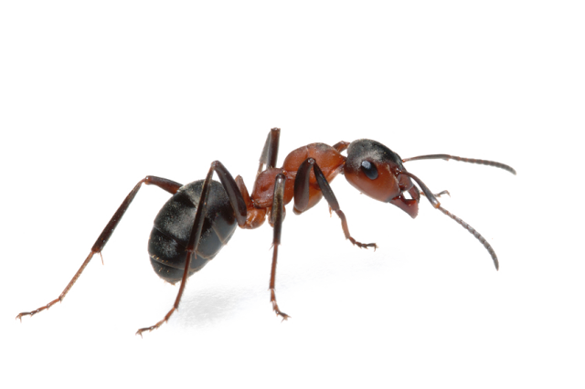 Ant PNG