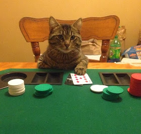 Funny cats - part 79 (35 pics + 10 gifs), cat gambler