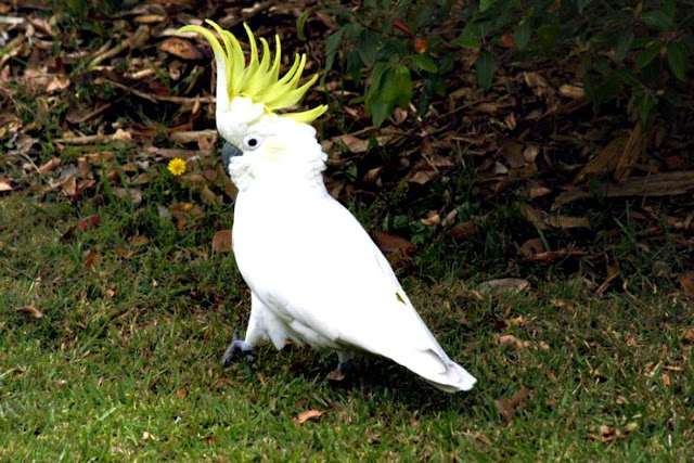 Cockatoo Pet Birds