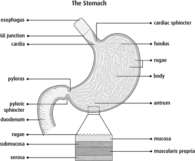 Simple stomach diagram | Stomach structure | Stomach Anatomy