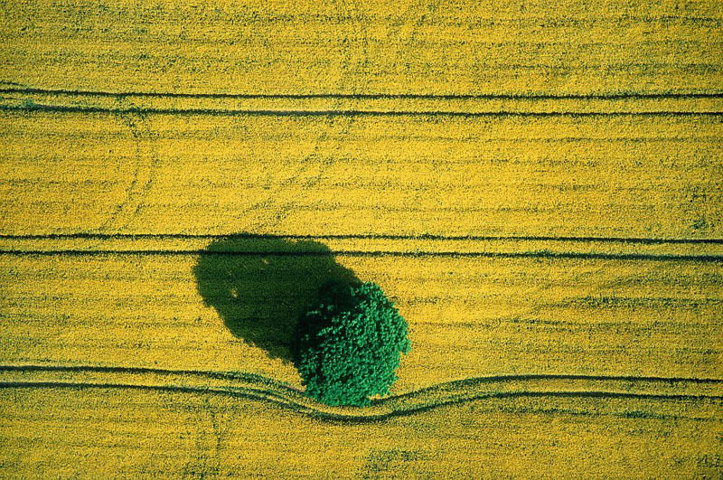 Tree in a rapeseed field