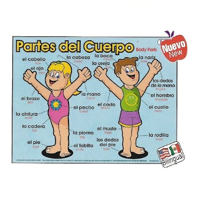 partes del cuerpo humano. PARTES DEL CUERPO