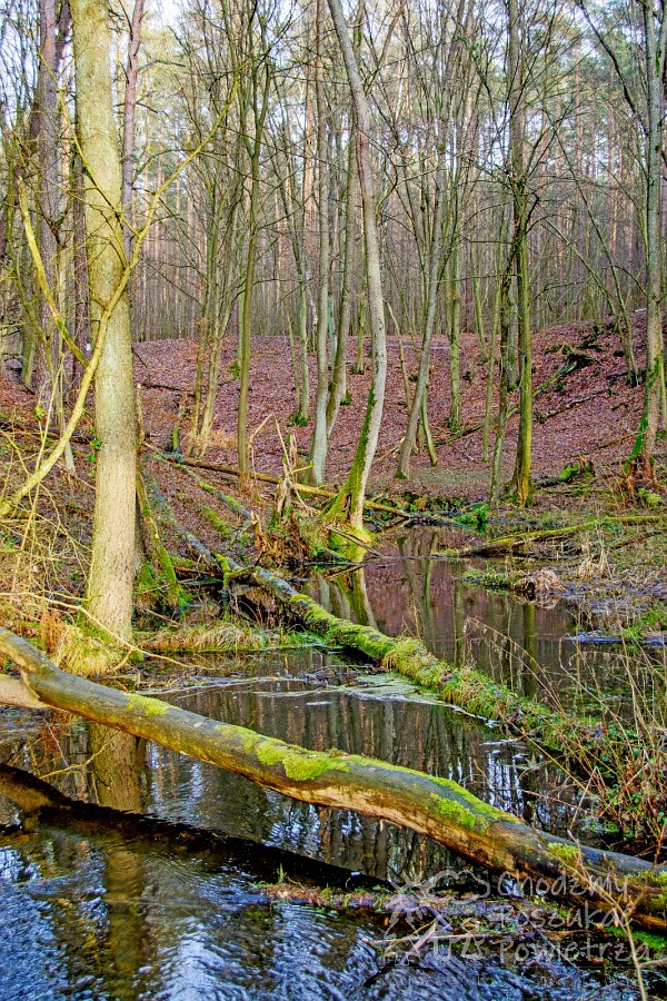 Pałuki. Kujawy. Atrakcja turystyczna. Dolina Gąsawki. Przyroda. Ścieżka.