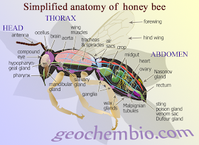Apis mellifera, honey bee