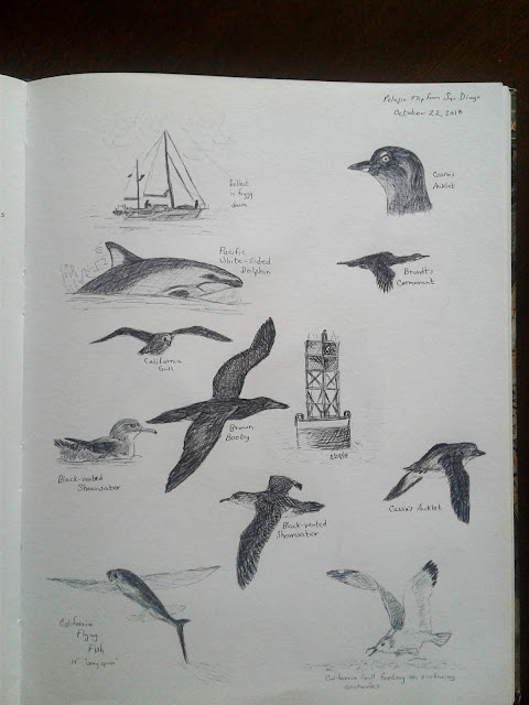 Pelagic trip nature journal sketches