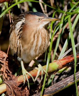 Common little Bittern