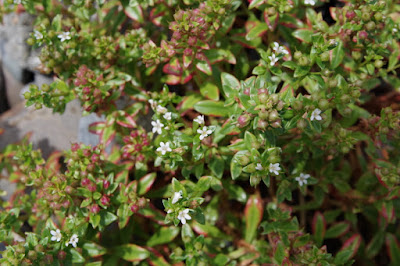 ハマボッス、屋久島の植物