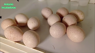 Incubación de huevos de pavo o guajolote