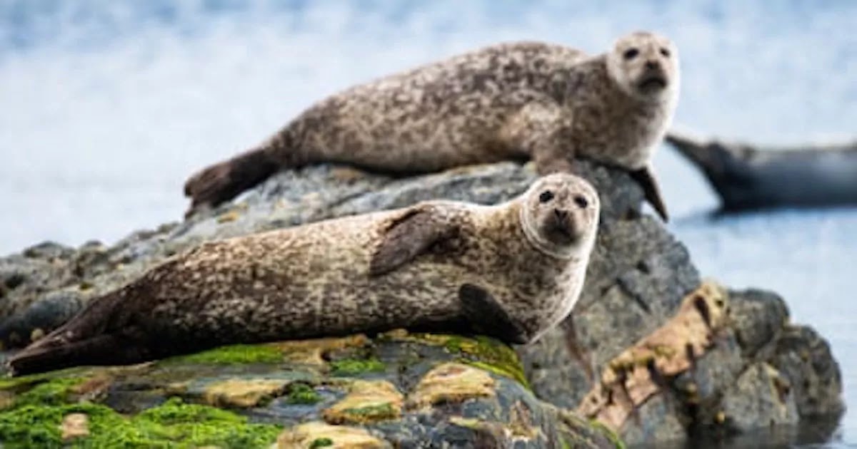 Scotland Bans The Shooting And Hunting Of Seals In A Landmark Move To Protect The Species