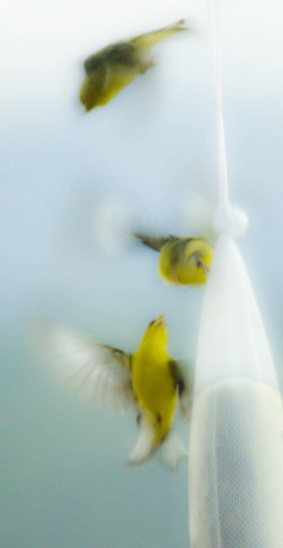 yellow finch