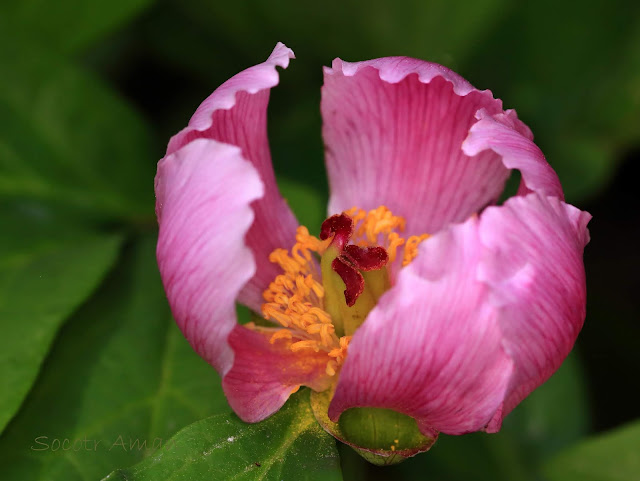 Paeonia obovata