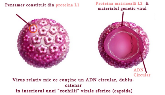 Penyakit Candyloma