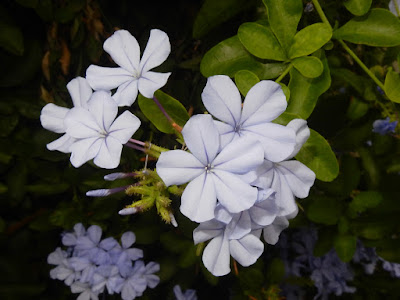 藍雪花的花