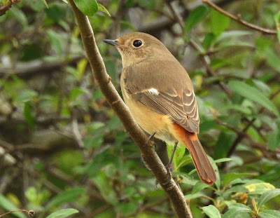 黃尾鴝雌鳥