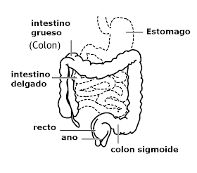 El colon mide 1,5 metros.