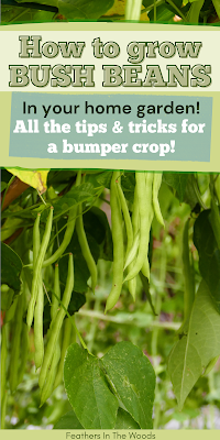 How to grow bush beans, a guide