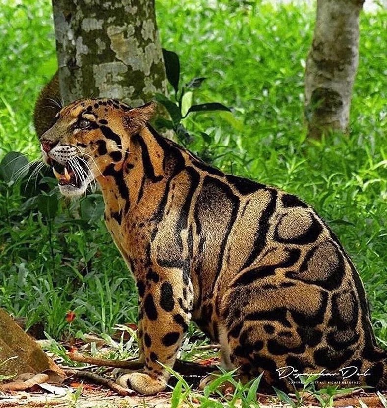 A rare and beautiful clouded leopard