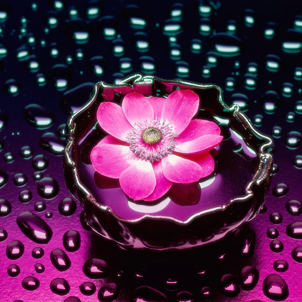... Wallpapers For Android: Pink Petals And Water iPad Wallpaper