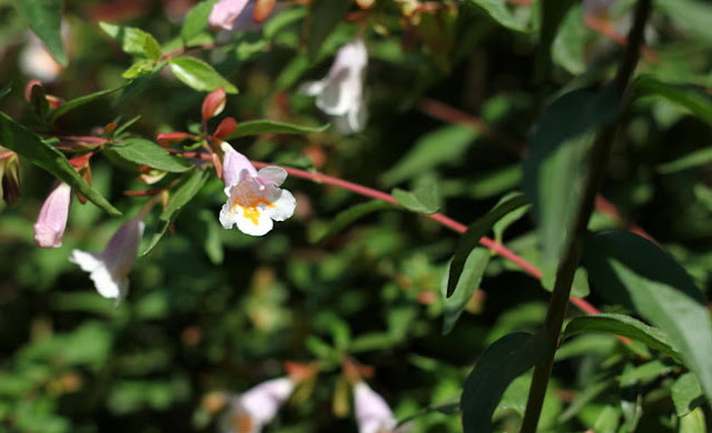 Abelia Parvifolia Flowers