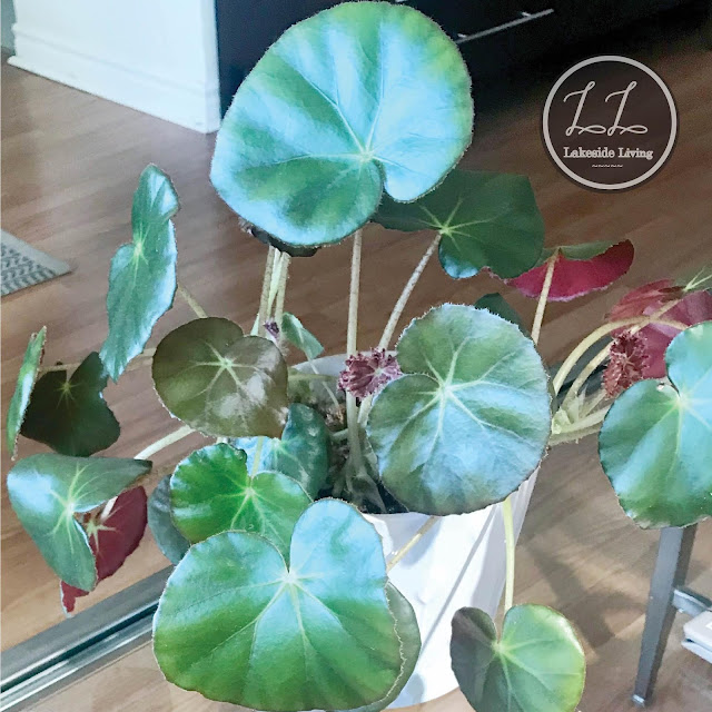 Begonia Acetosa