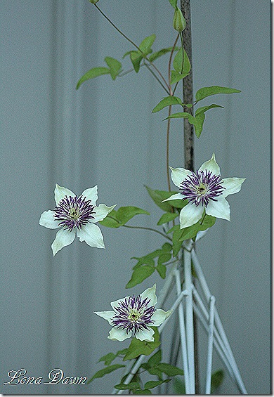 Clematis_Florida_Sieboldii