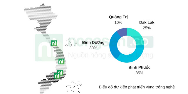 Nghệ tươi bao nhiêu tiền 1kg trên thị trường hiên nay - Nghetuoi.vn - Trang thông tin về nghệ tươi khô