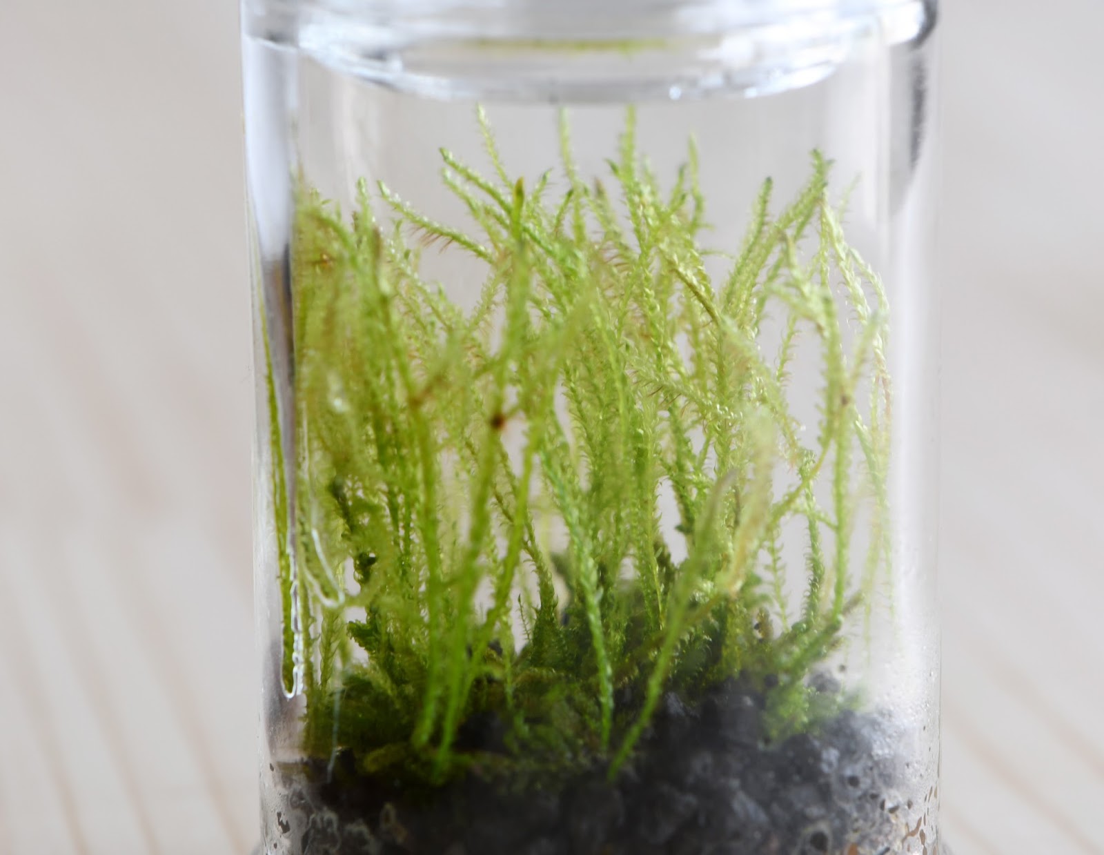 道草 Michikusa Blog 小さな苔の森 苔テラリウムの育て方 徒長させない方法