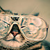 Cat wearing Glasses