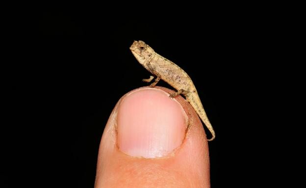 ANIMALES: Esta nueva especie de camaleón podría ser el reptil más pequeño del mundo.