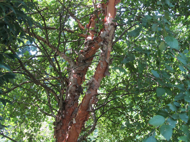 Betula nigra