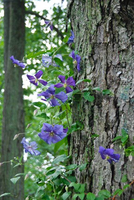 Clematis 'Perle d'Azur' trained up our mature maple tree.