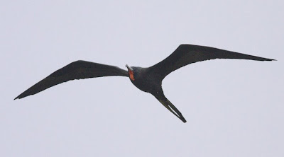 Magnificent Frigatebird - by Tom Johnson