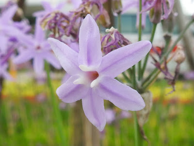 紫嬌花的花