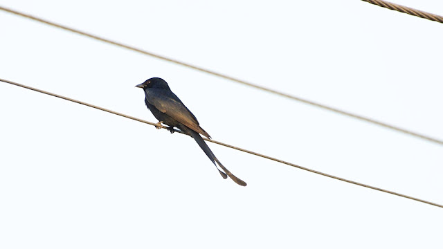 Black Drongo (कोतवाल, भुजंग) - Dicrurus macrocercus