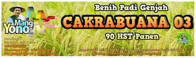 Jual Benih Padi CAKRABUANA 03 (CB03) 