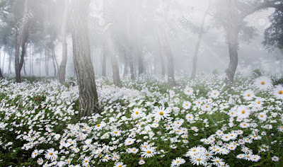 الربيع في غابات سيبيريا