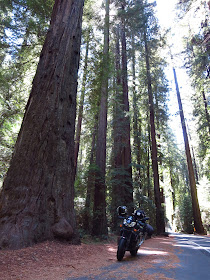 Aprilia Tuono Avenue of the Giants