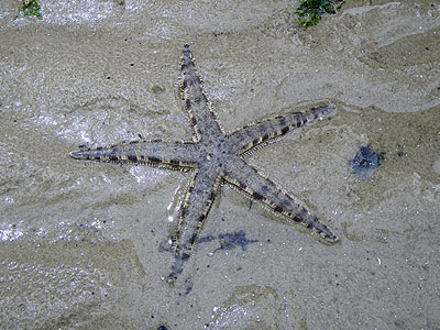 Sand-sifting Sea Star (Archaster typicus)