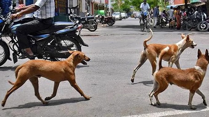             ಇಮ್ಯುನೊಗ್ಲಾಬ್ಯುಲಿನ್:  ಲಸಿಕೆ ಗುಣಮಟ್ಟದ್ದಾಗಿದೆ ಎಂದ  ಕೇಂದ್ರೀಯ ಪ್ರಯೋಗಾಲಯ