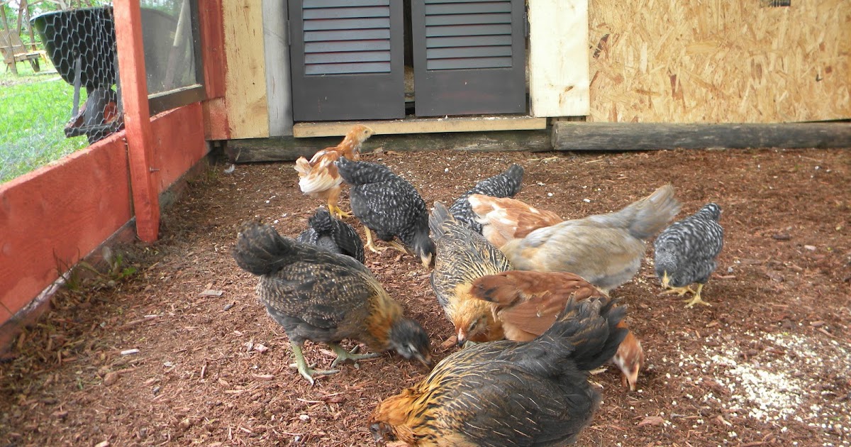 This Being Human.......: Pallet chicken coop aka Fort Suess