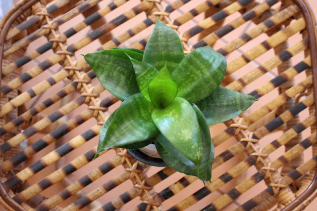 snake plant sanservieria