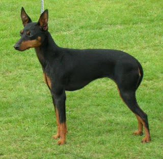 English Toy Terrier photo