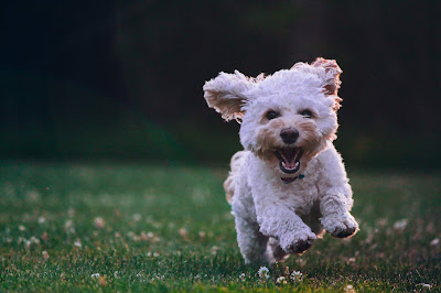 Top  7 Dog  Finalists