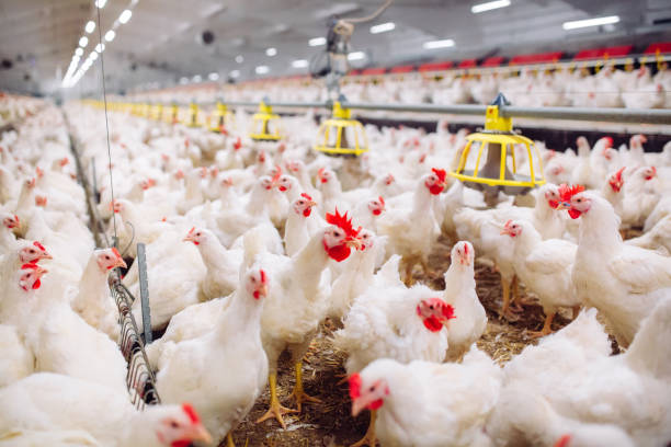 How to Start a Profitable Poultry Farming Business in Nigeria - A Step by Step Guide