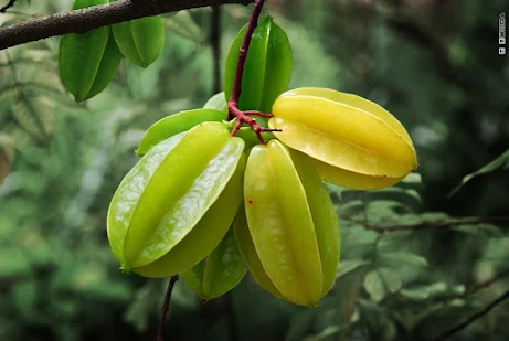 16 Powerful Health Benefits Of Consuming Star Fruits And Their Possible Side Effects