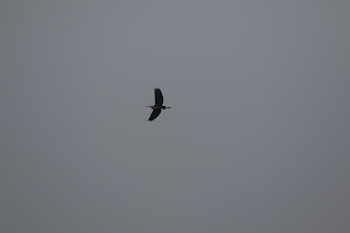 Purple Heron flying