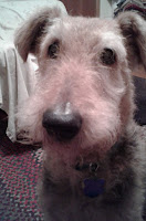 Airedale Hannah