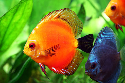 Discus Fish Pictures- The King of Aquarium