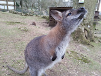 Wallaby